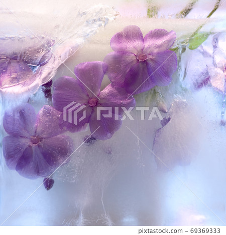 Frozen flower of phlox Frozen flower of phlox 69369333