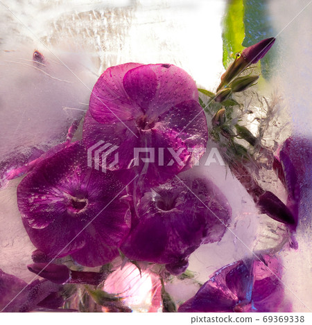 Frozen   flower of         phlox 69369338