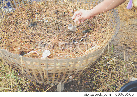 straw mushroom growing in basket. volvariella volvacea straw mushroom growing in basket. volvariella volvacea 69369569