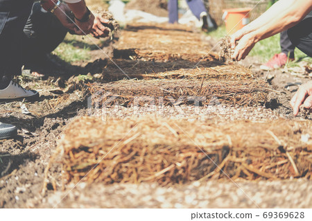 farmer growing straw mushroom on rice straw farmer growing straw mushroom on rice straw 69369628