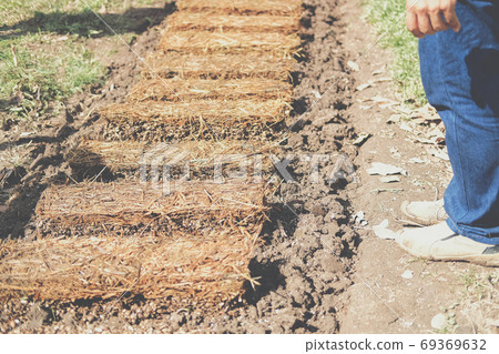 farmer growing straw mushroom on rice straw 69369632