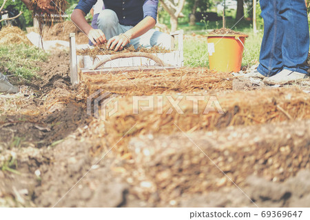farmer growing straw mushroom on rice straw 69369647