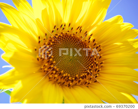 精心培育和綻放的美麗藍天和健康向日葵 69370200