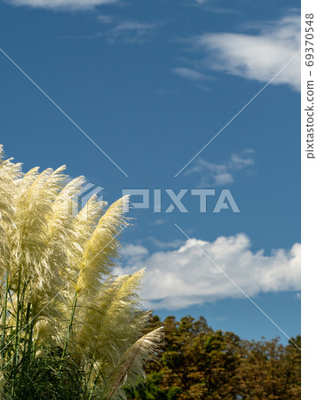 柔軟的Pumpas玻璃在藍天，白雲和風中搖曳 69370548