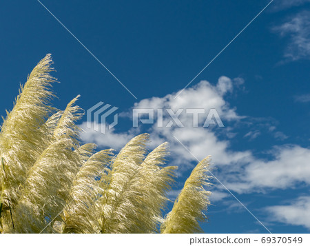 柔軟的Pumpas玻璃在藍天，白雲和風中搖曳 69370549