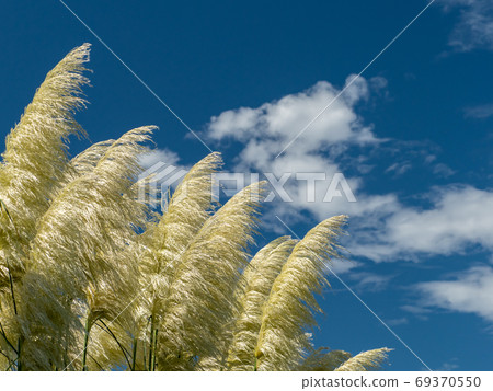 柔軟的Pumpas玻璃在藍天,白雲和風中搖曳 柔軟的Pumpas玻璃在藍天,白雲和風中搖曳 69370550