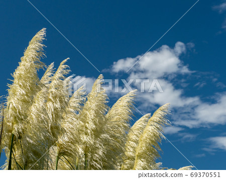 柔軟的Pumpas玻璃在藍天，白雲和風中搖曳 69370551