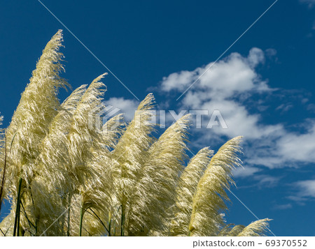 柔軟的Pumpas玻璃在藍天，白雲和風中搖曳 69370552