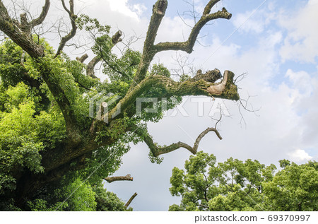 Kusunoki of Seiren-in Temple in Kyoto 69370997