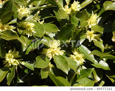 Shikimi flower Shikimi flower 69371182