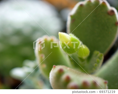 肉質植物熊本的芽 照片素材 圖片 圖庫
