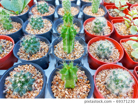 Many little green cactus in small pots at the garden 69371230