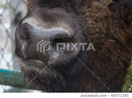 Closeup nose of large brown wisent or european brown bison in the winter forest. Closeup nose of large brown wisent or european brown bison in the winter forest. 69371265