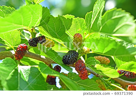 Mulberry Mulberry 69371390