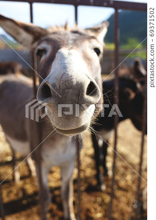 donkey stuck his face through the bars on the farm donkey stuck his face through the bars on the farm 69371502