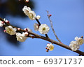 White plum and blue sky 69371737