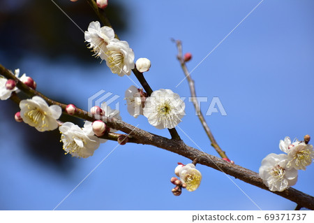 White plum and blue sky 69371737