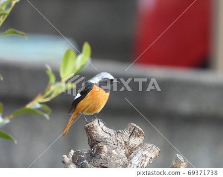 Daurian Redstart ♂ (wild bird) 69371738