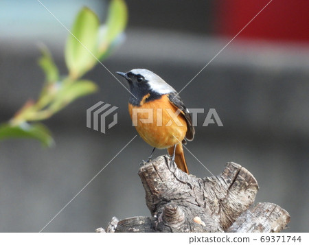 Joubitaki aki（野鳥） 69371744