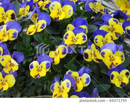 三色堇中提琴 69371745