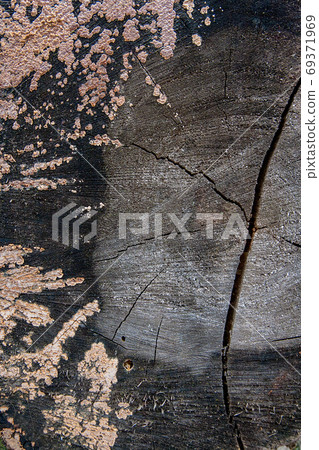 Wood texture of cutted tree trunk. Moss and fungus growing on th Wood texture of cutted tree trunk. Moss and fungus growing on th 69371969