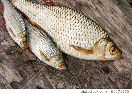 Several common rudd fish on natural background. Several common rudd fish on natural background. 69371970