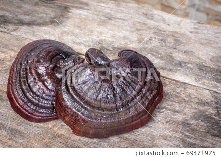 Lingzhi mushroom on wooden floor. (Ganoderma Lucidum). Chinese traditional medicine and nutritive value. Lingzhi mushroom on wooden floor. (Ganoderma Lucidum). Chinese traditional medicine and nutritive value. 69371975