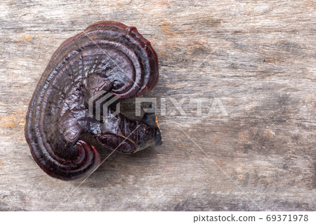Lingzhi mushroom on wooden floor. (Ganoderma Lucidum). Chinese traditional medicine and nutritive value. Lingzhi mushroom on wooden floor. (Ganoderma Lucidum). Chinese traditional medicine and nutritive value. 69371978