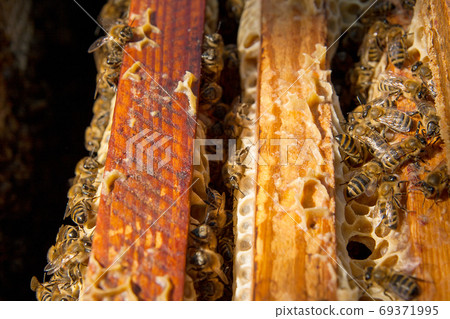 Close up view of the bees swarming on a honeycomb. 69371995