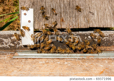Plenty of bees at the entrance of beehive in apiary. 69371996
