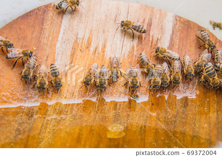 Bees drinking water at the summer. 69372004
