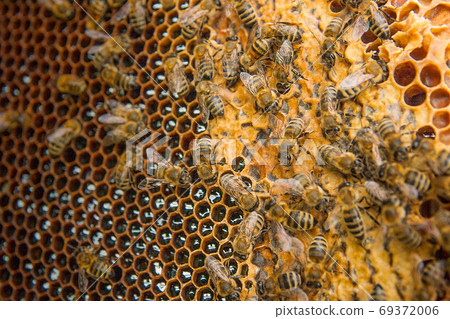 View of the working bees on the honeycomb with sweet honey. View of the working bees on the honeycomb with sweet honey. 69372006