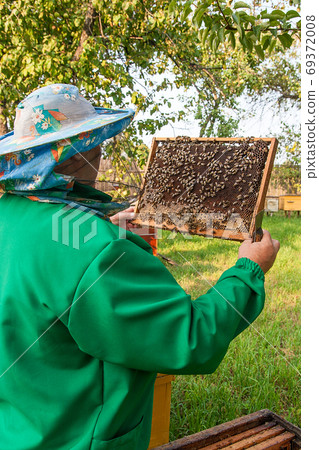 Beekeeper checking a beehive to ensure health of the bee colony. 69372008