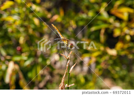 Dragonfly on a background of green grass sitting on a branch Dragonfly on a background of green grass sitting on a branch 69372011