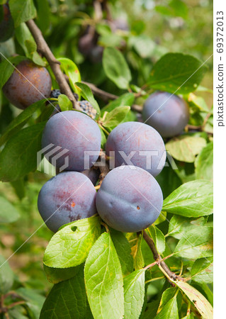 Close up of the plum tree branch with ripe juicy fruits on sunse Close up of the plum tree branch with ripe juicy fruits on sunse 69372013