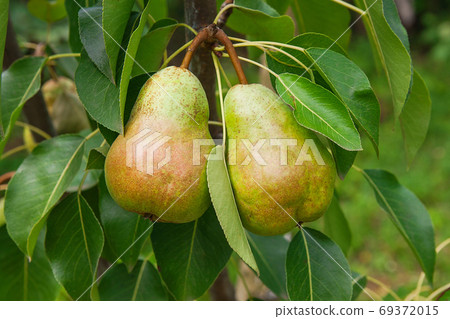 Shiny delicious pears hanging from a tree branch in the orchard. Shiny delicious pears hanging from a tree branch in the orchard. 69372015