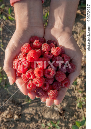 Close up of the ripe raspberry in hands. Close up of the ripe raspberry in hands. 69372017