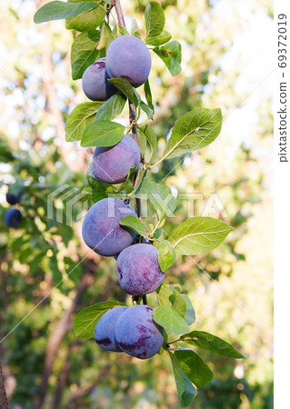 Close up of the plum tree branch with ripe juicy fruits on sunse Close up of the plum tree branch with ripe juicy fruits on sunse 69372019