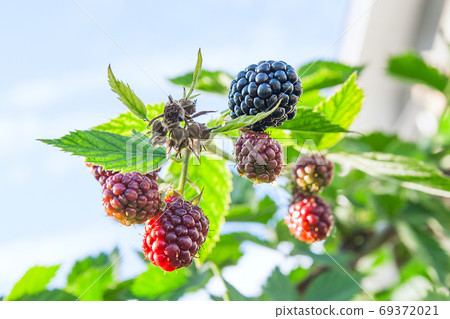 Close up view of a bunch of blackberry. Ripening of the blackber Close up view of a bunch of blackberry. Ripening of the blackber 69372021