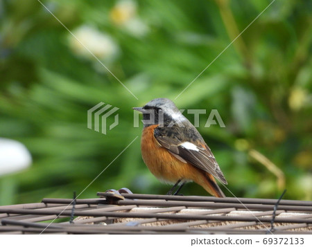 Joubitaki aki(野鳥) Joubitaki aki(野鳥) 69372133