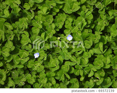 三葉草(Oinunofuguri)的葉子之間的小藍花 三葉草(Oinunofuguri)的葉子之間的小藍花 69372139