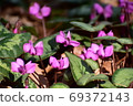 Cyclamen 69372143