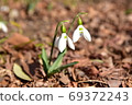 Snow Drop  69372243