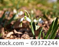 Snow Drop  69372244