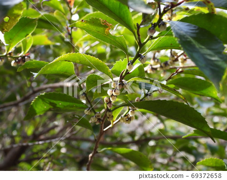 Hisakaki的花 Hisakaki的花 69372658