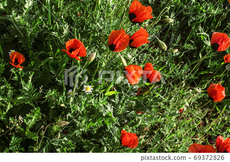 Spring grass with small daisies and wild red poppies on the fields of Ararat valley in Armenia Spring grass with small daisies and wild red poppies on the fields of Ararat valley in Armenia 69372826