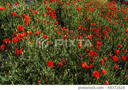 Little red poppies in the spring evening on the meadows in the Ararat valley in Armenia. Little red poppies in the spring evening on the meadows in the Ararat valley in Armenia. 69372828
