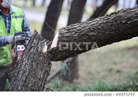 A lumberjack cutting a tree with a chain saw 69373747