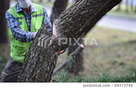 A lumberjack cutting a tree with a chain saw 69373748