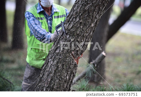 A lumberjack cutting a tree with a chain saw 69373751